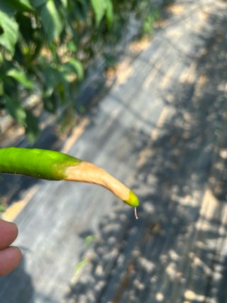 농린이님의 고추 · 병해충상담 작성글 사진