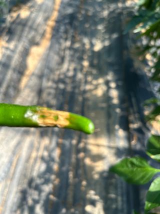 농린이님의 고추 · 병해충상담 작성글 사진