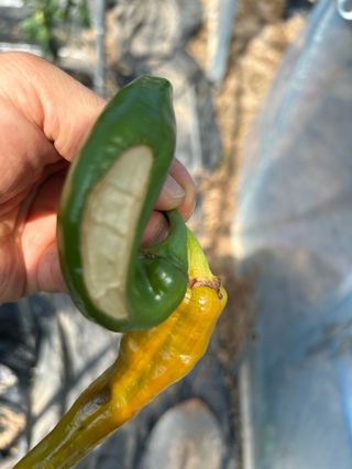 농린이님의 고추 · 병해충상담 작성글 사진