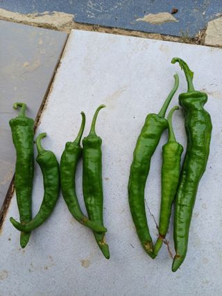 오두막지기님의 고추 · 병해충상담 작성글 사진