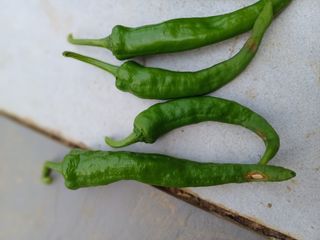 오두막지기님의 고추 · 병해충상담 작성글 사진