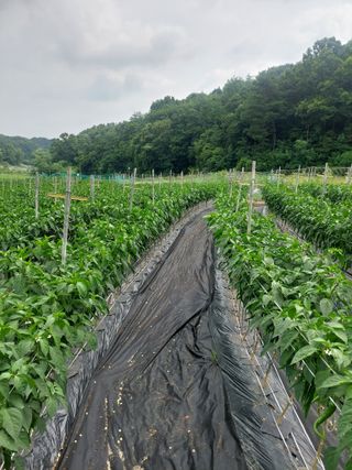 지금은 공돌이님의 고추 · 병해충상담 작성글 사진