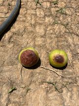 팜모닝 자두·병해충상담 게시글 이미지