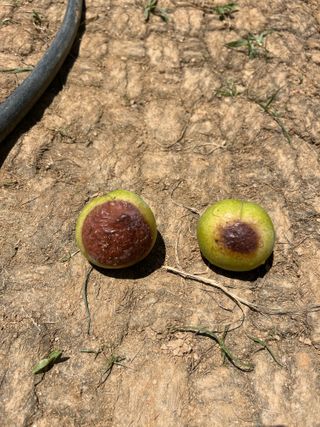 조석호님의 자두 · 병해충상담 작성글 사진