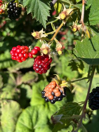 조석호님의 기타작물 · 병해충상담 작성글 사진