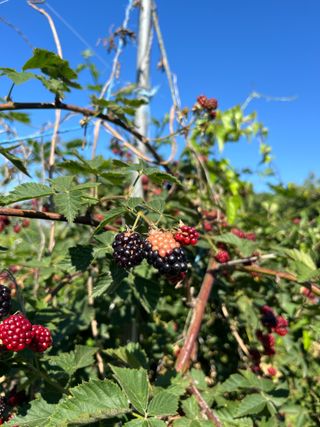 조석호님의 기타작물 · 병해충상담 작성글 사진
