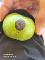 팜모닝 사과·병해충상담 게시글 이미지