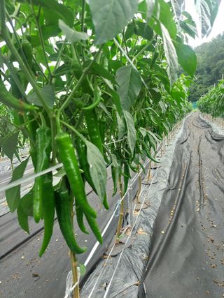 지금은 공돌이님의 고추 · 병해충상담 작성글 사진