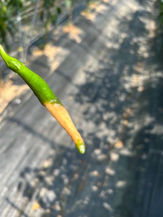 농린이님의 고추 · 병해충상담 작성글 사진