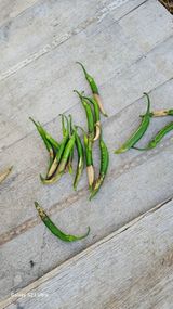 팜모닝 고추·병해충상담 게시글 이미지