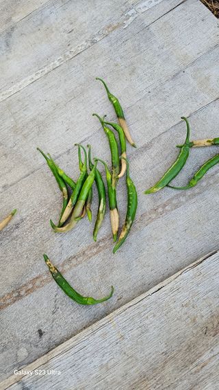 최재원님의 고추 · 병해충상담 작성글 사진