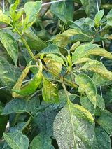 팜모닝 고추·병해충상담 게시글 이미지