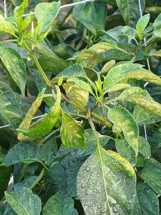 갓바위님의 고추 · 병해충상담 작성글 사진