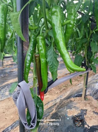 전진규.해돋이님의 고추 · 병해충상담 작성글 사진