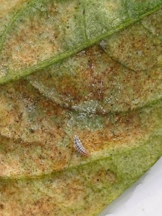 갓바위님의 고추 · 병해충상담 작성글 사진