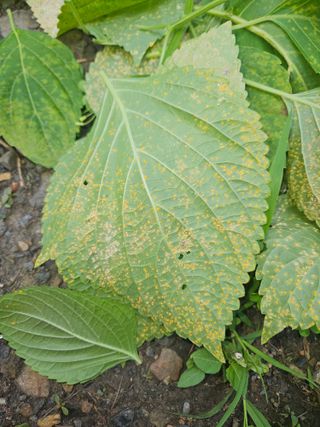 투명소리님의 들깨 · 병해충상담 작성글 사진