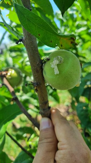 나물로61님의 복숭아 · 병해충상담 작성글 사진