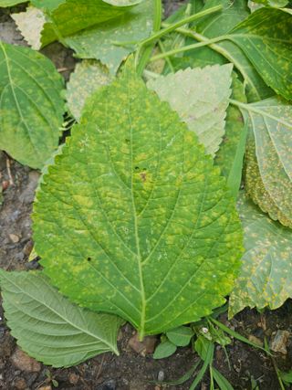 투명소리님의 들깨 · 병해충상담 작성글 사진