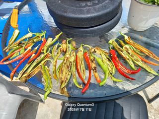 전진규.해돋이님의 고추 · 병해충상담 작성글 사진