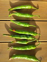 팜모닝 고추·병해충상담 게시글 이미지