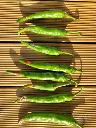 윤찬중님의 고추 · 병해충상담 작성글 사진