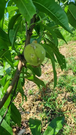 나물로61님의 복숭아 · 병해충상담 작성글 사진