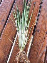 팜모닝 벼·병해충상담 게시글 이미지