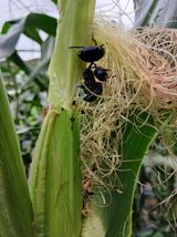 팜모닝 옥수수·병해충상담 게시글 이미지