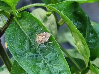 양파16718님의 고추 · 병해충상담 작성글 사진