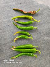 팜모닝 고추·병해충상담 게시글 이미지