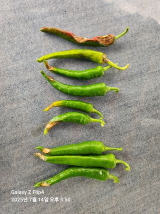 조상희님의 고추 · 병해충상담 작성글 사진