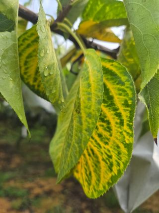 다된다님의 배 · 병해충상담 작성글 사진