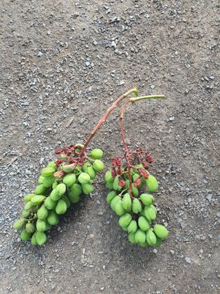 문순이님의 포도 · 병해충상담 작성글 사진