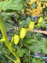 팜모닝 토마토·병해충상담 게시글 이미지