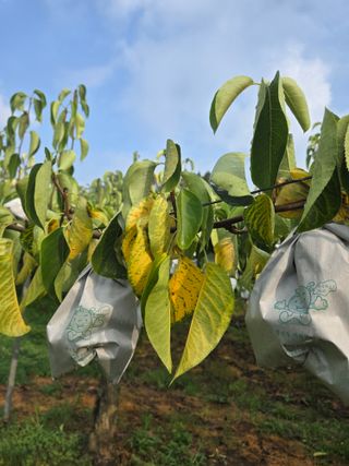 다된다님의 배 · 병해충상담 작성글 사진