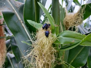 베드로님의 옥수수 · 병해충상담 작성글 사진