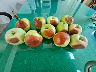 이강근 님의 사과 · 병해충상담 작성글 사진