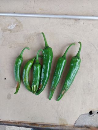 박우범님의 고추 · 병해충상담 작성글 사진