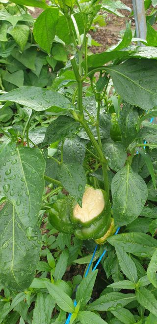 작은농부님의 기타작물 · 병해충상담 작성글 사진