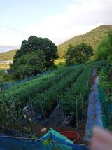 팜모닝 고추·병해충상담 게시글 이미지