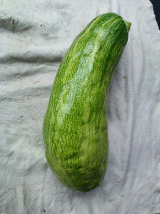 베들임님의 호박 · 병해충상담 작성글 사진