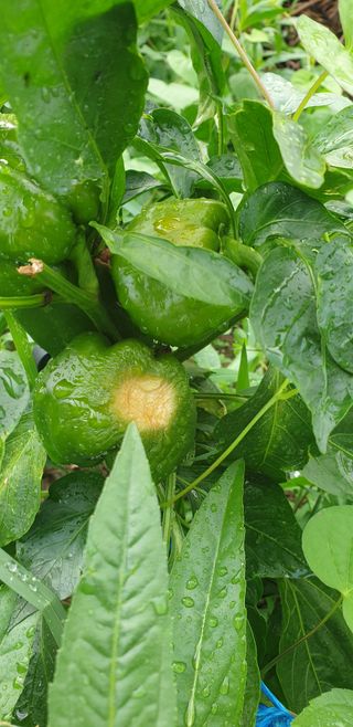 작은농부님의 기타작물 · 병해충상담 작성글 사진