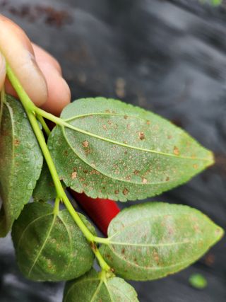 이덕수님의 기타작물 · 병해충상담 작성글 사진