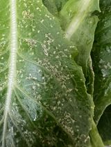 팜모닝 상추·병해충상담 게시글 이미지