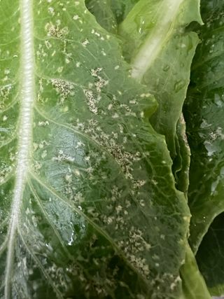 님의 상추 · 병해충상담 작성글 사진