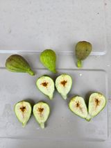 팜모닝 기타작물·병해충상담 게시글 이미지