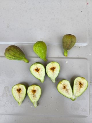 산따라물따라님의 기타작물 · 병해충상담 작성글 사진