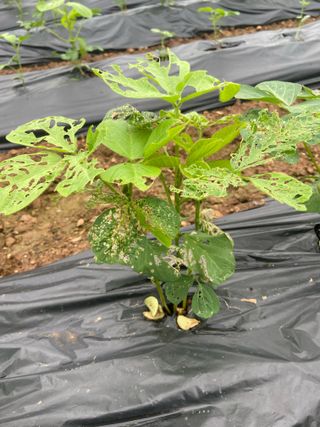 강희청님의 콩 · 병해충상담 작성글 사진