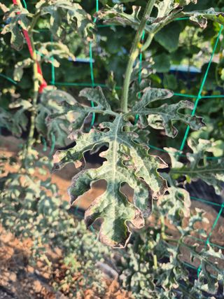 이진우님의 기타작물 · 병해충상담 작성글 사진