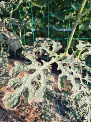 이진우님의 기타작물 · 병해충상담 작성글 사진